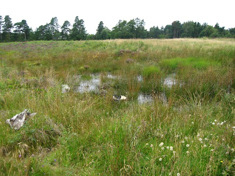 Typical lower areas of the Moor